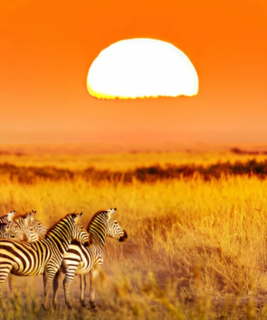 11 Day Tanzania Safari & Zanzibar Beach Escape
