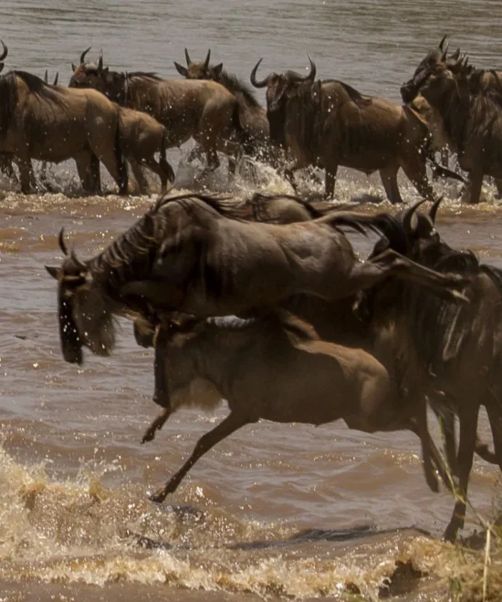 8 Days Mara River Great Migration Safari