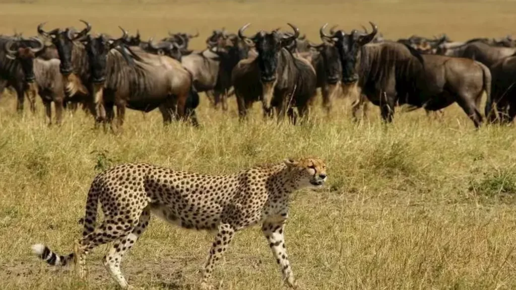 A Complete Guide to Tanzania Wildcats Safaris