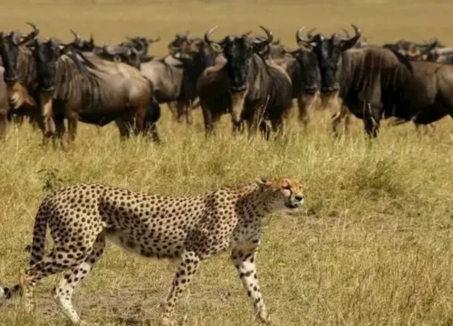 A Complete Guide to Tanzania Wildcats Safaris