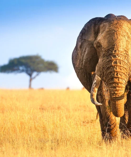 8 Days Tanzania Safari and Zanzibar Holiday