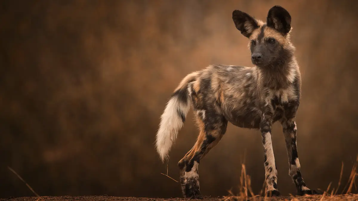 Mkomazi National Park