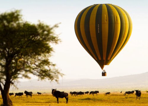 Tanzania’s Most Extraordinary Wildlife Experiences