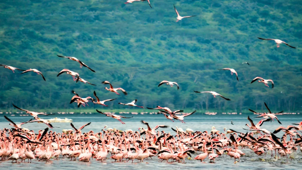 Lake Manyara national park, Tanzania