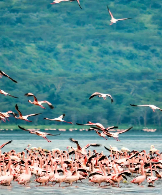 6 Days Tanzania’s Premier Wildlife Safari