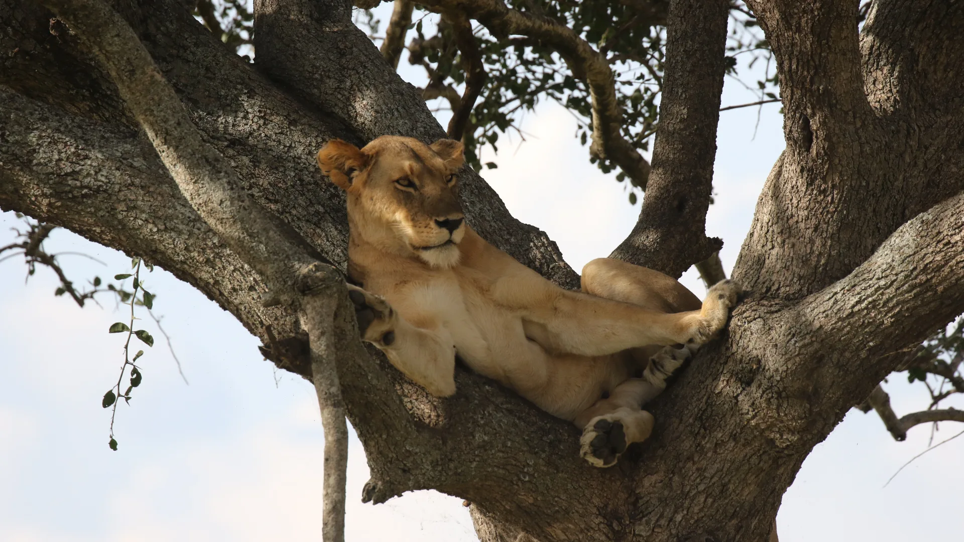 Manyara