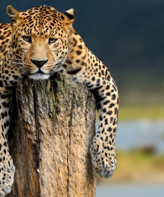 6 Days Manyara, serengeti & Ngorongoro Safari