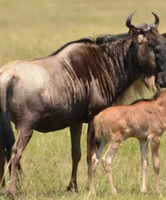 8-Day Wildebeest Calving Season Along Ndutu Areas