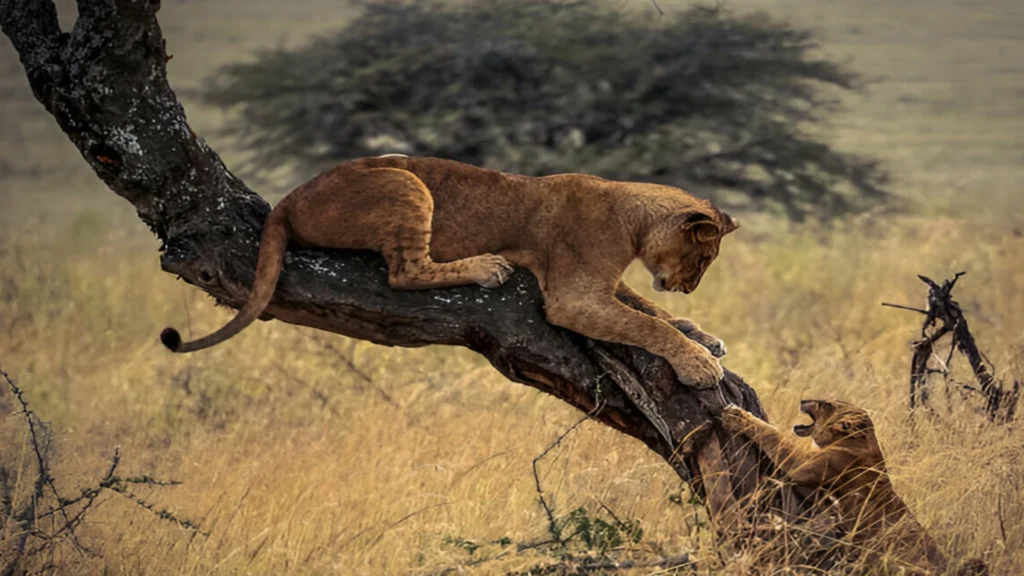 Lake Manyara, Tanzania