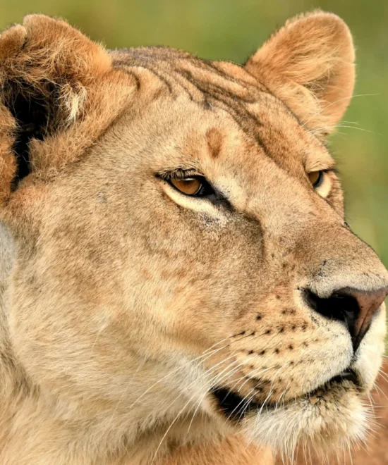 7 Days Big Five Safari in Tanzania