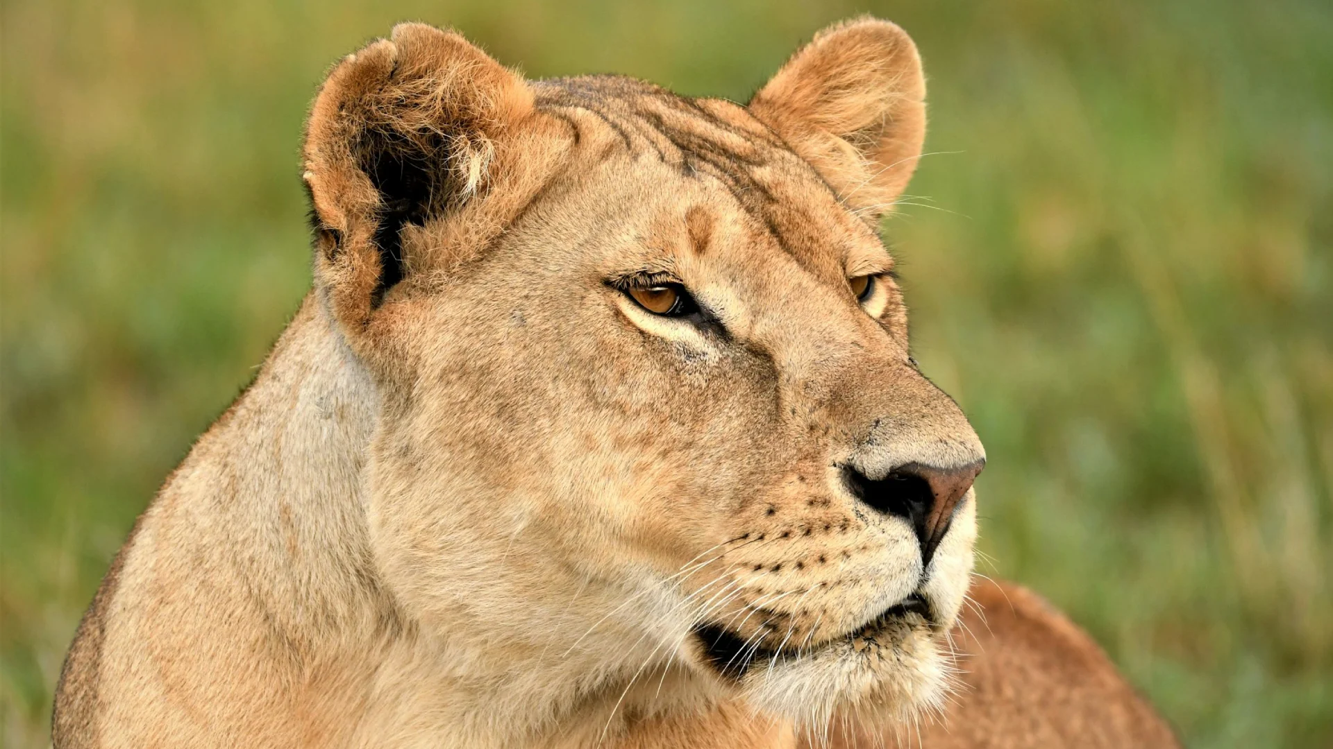 7 Days Big Five Safari in Tanzania