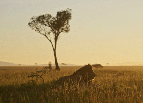 The Best Places to Go on Tanzania Safari in 2026