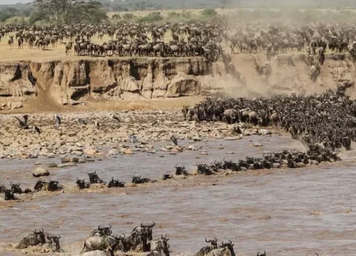 Complete Guide to a Serengeti Wildebeest Migration Safari