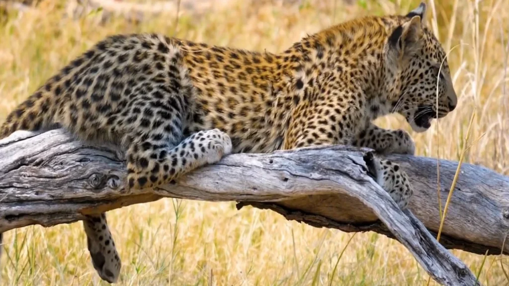 The ultimate guide to your Tanzania Safari