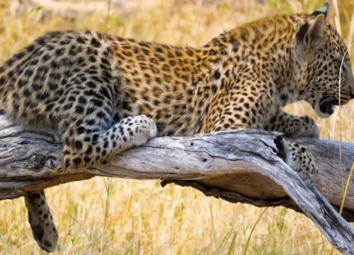 The ultimate guide to your Tanzania Safari