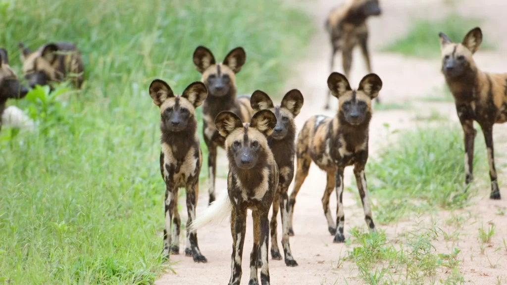 Wild dogs safaris Selous, Tanzania