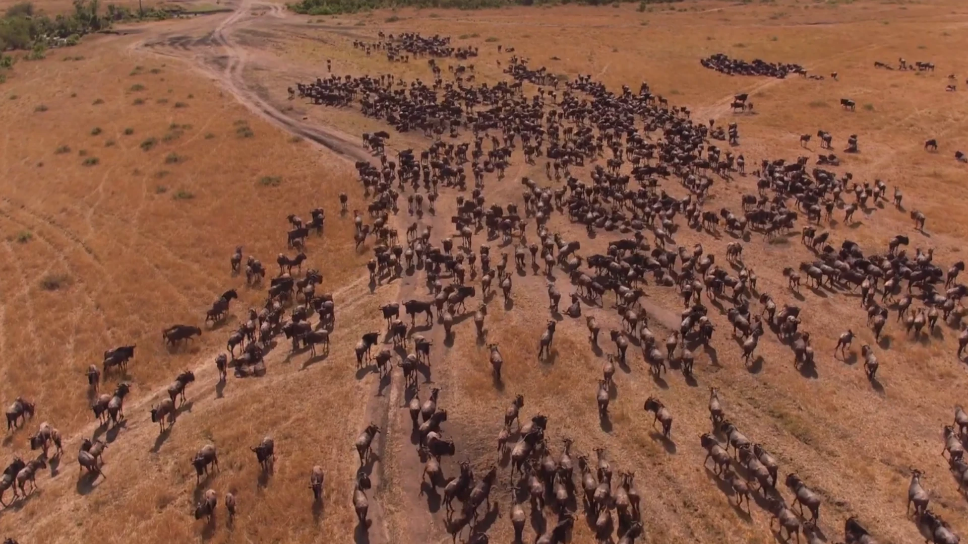 Wildebeest Migration