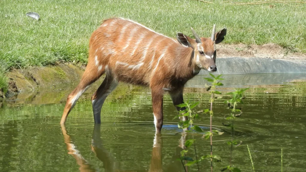 Burigi Chato, Tanzania
