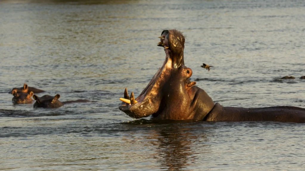 Burigi Chato, Tanzania