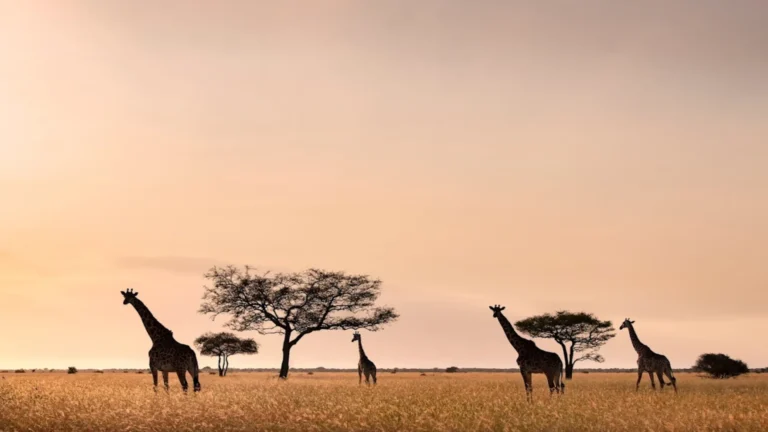 Grumeti Serengeti River Lodge (4)