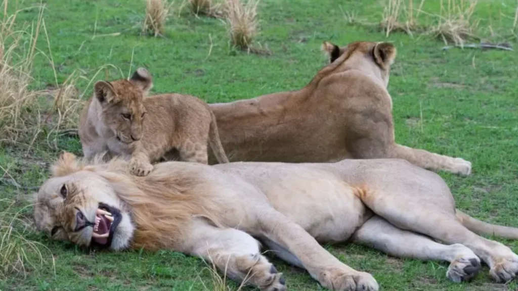 Katavi National Park, Tanzania