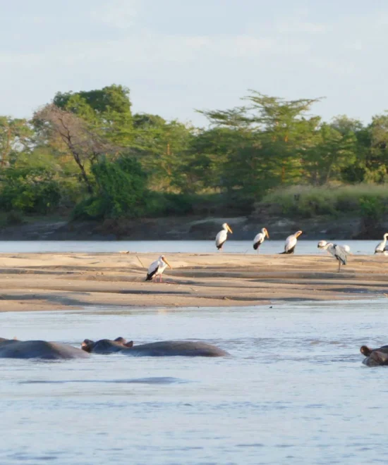 6 Days Hidden Gems of Southern Tanzania Safari Tour
