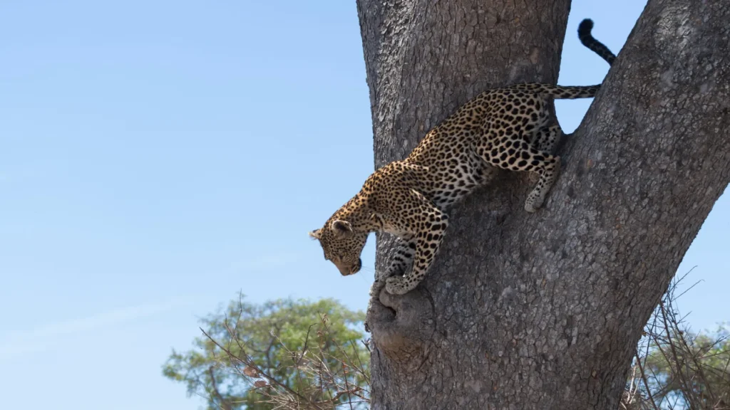 Ruaha National Park, Tanzania