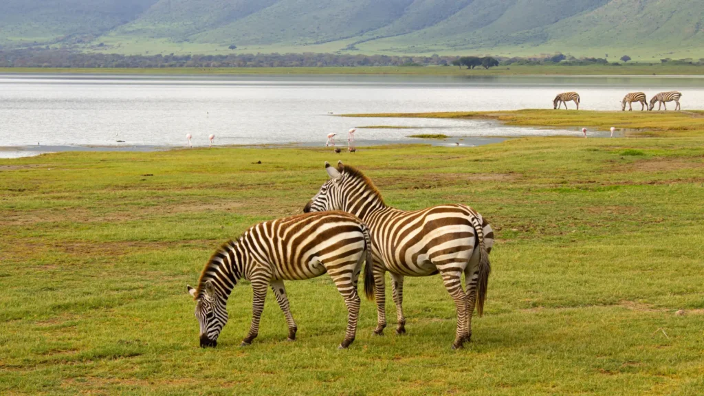 Safari scene from the 7-Day Northern Tanzania Elephant Safari
