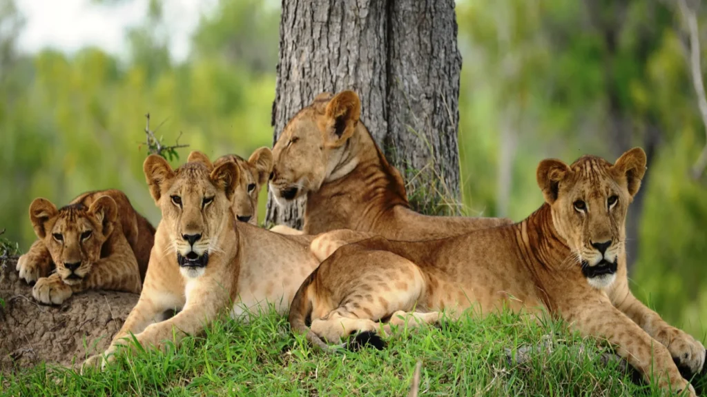 Safari scene from the 6-Day Hidden Gems of Southern Tanzania Safari