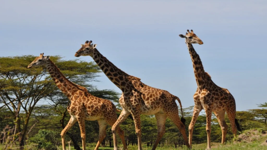 Safari scene from the 10-Day Southern Circuit Explorer Safari