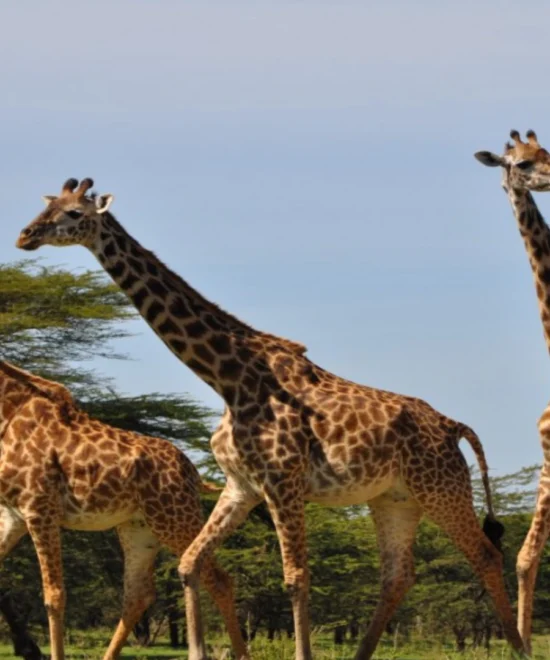 The 10-Day Southern Circuit Explorer Safari Tours