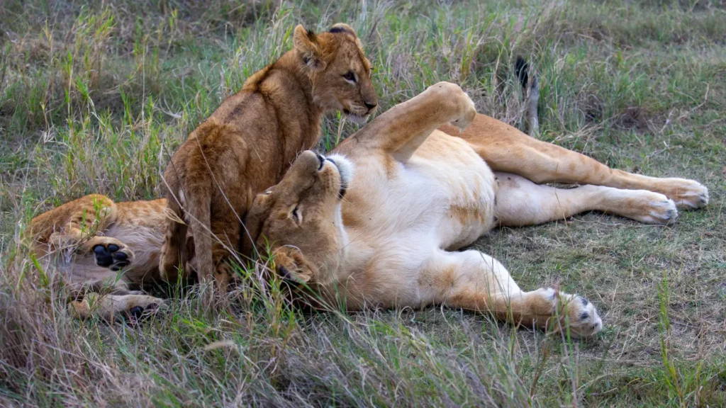Safari scene from the 11-Day Tanzania Safari & Zanzibar Beach Escape