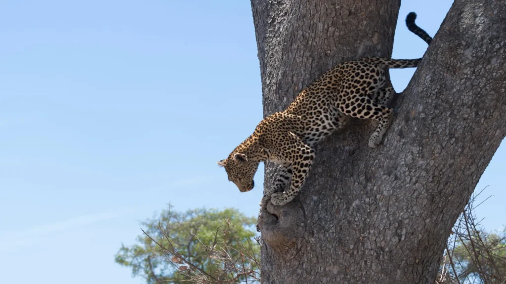 Safari scene from the 9-Day Wild Southern Tanzania Safari