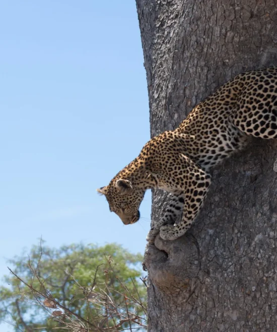 The 9-Days Wild Southern Tanzania Safari Tours