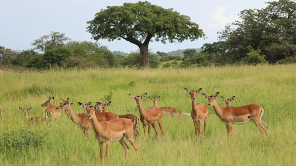 Safari scene from the 9-Day Wild Southern Tanzania Safari