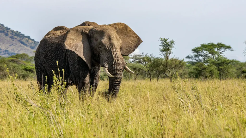 Safari scene from the 7-Day Northern Tanzania Elephant Safari
