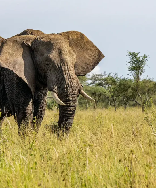7-Day Elephant Safari Adventure Across Northern Tanzania