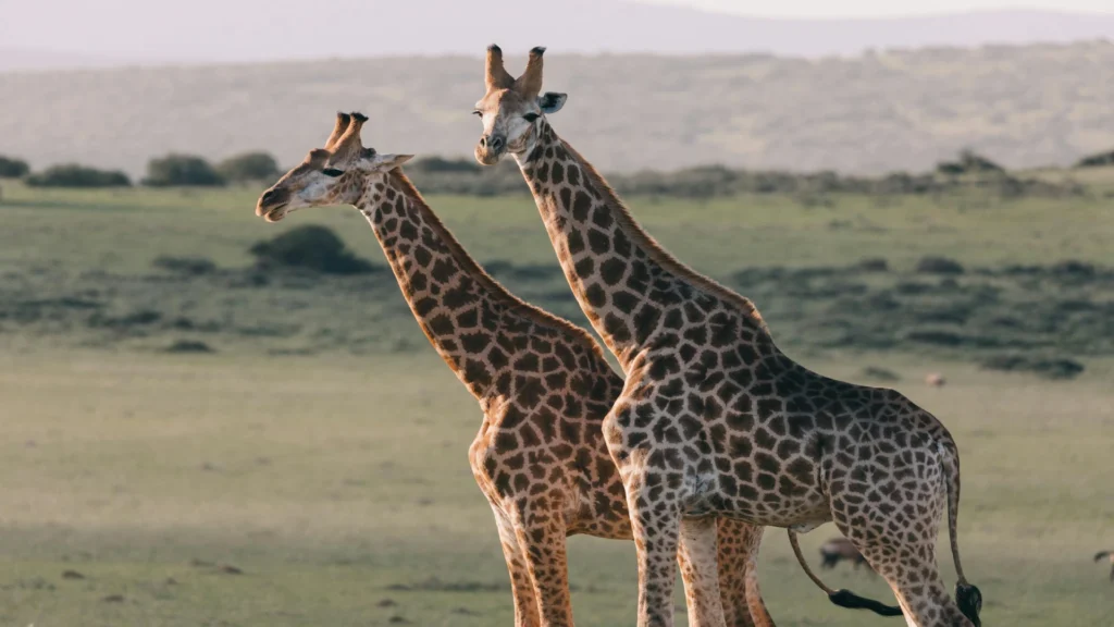 Safari scene from the 8-Day Serengeti Wildebeest Migration Safari