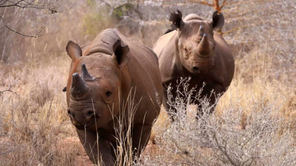 Mkomazi National Park, Tanzania