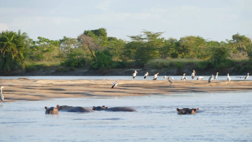 Saadani National Park, Tanzania