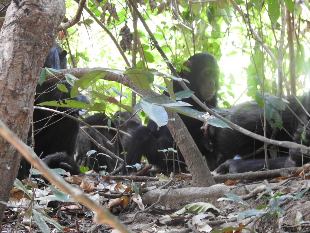 A group of wild chimpanzees resting on the forest floor