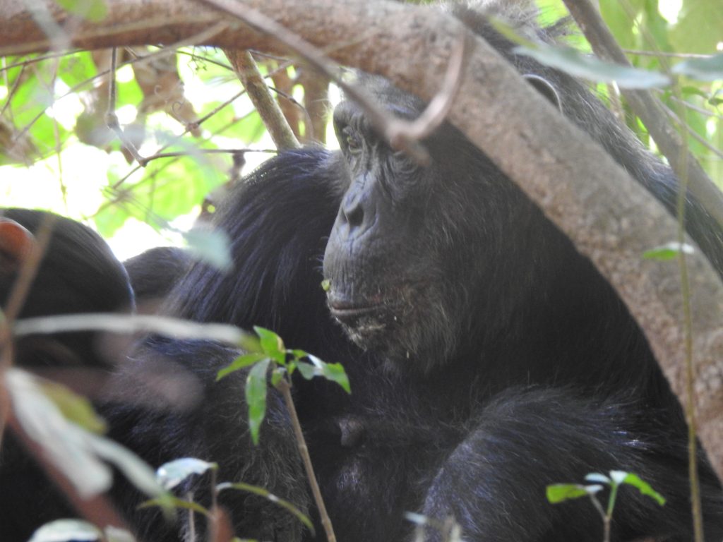 A wild chimpanzee in the forest, seen through the leaves